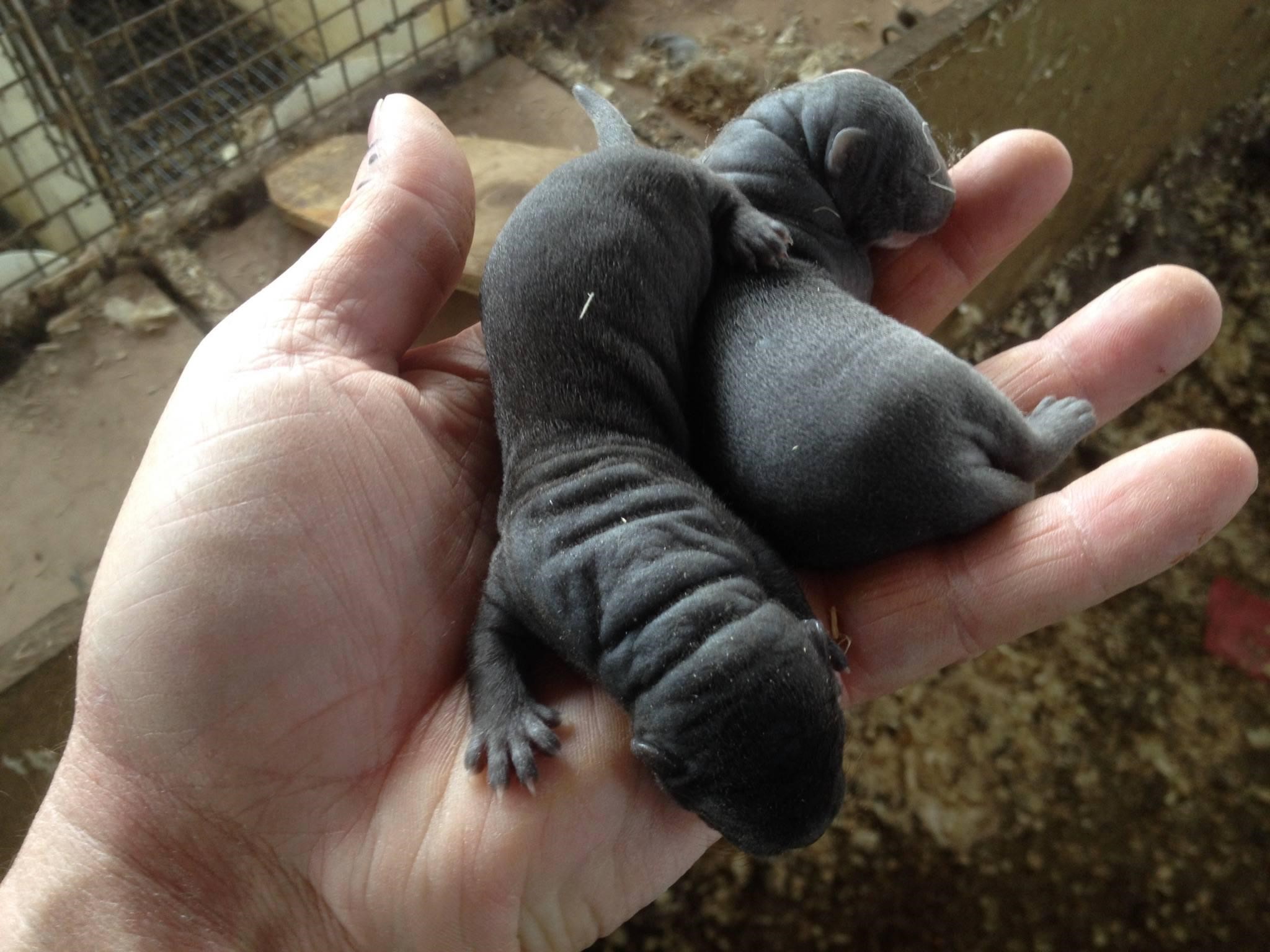 baby mink